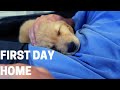 8 Week Old Golden Retriever Puppy&#39;s FIRST DAY HOME (surprised my fiancé)