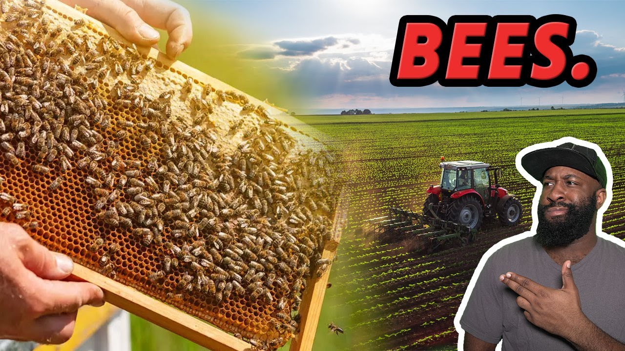 The ‘country’ and self-sufficiency | Land, bees, chickens and other random stuff