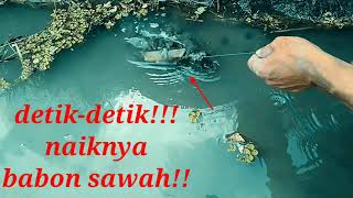 Diluar Dugaan Lagi-Lagi Babon Sawah Tertangkapriski Putra