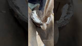 Satisfying! #Farrier #Shorts #Asmr #Horse #Satisfying #Oddlysatisfying #Samdracottfarrier