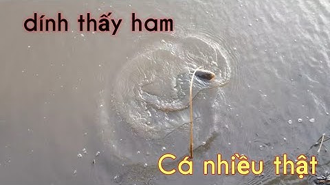 Cắm câu cá lóc ruộng sen đầu mùa lũ về ll tập2 ll fishing