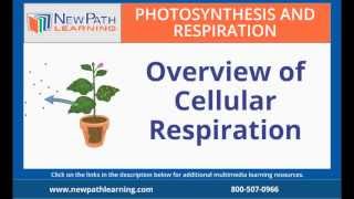 Photosynthesis and Respiration - Overview of Cellular Respiration