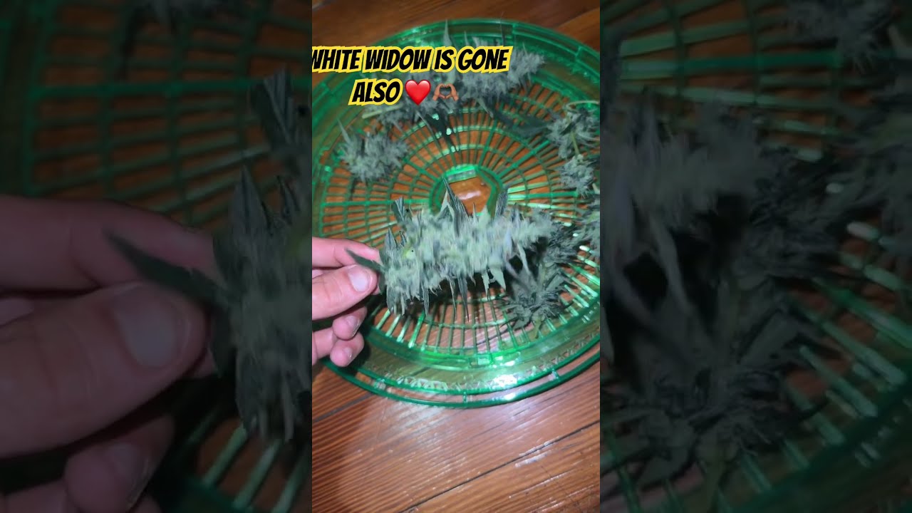 Outdoor White Widow Autoflower SeedsmanSeeds Zaza Cannabisgrowers Garden 420 Cultivation