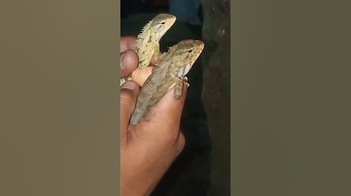 cara membedakan bunglon/londok jantan dan betina