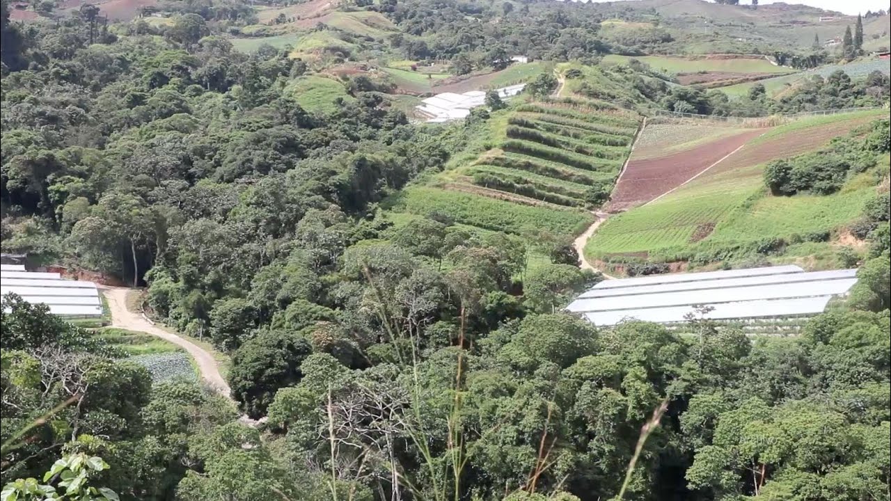 La finca que además de producir vegetales sanos cuida bosques y fuentes de agua.