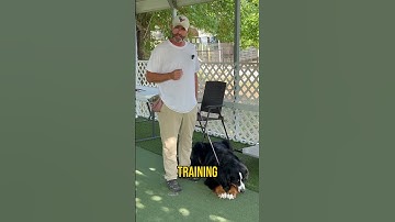 Stop Dog Reactivity: Teach Calm Impulse Control That Works