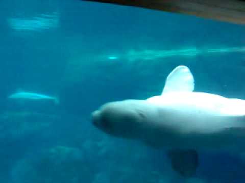 Beluga Whales