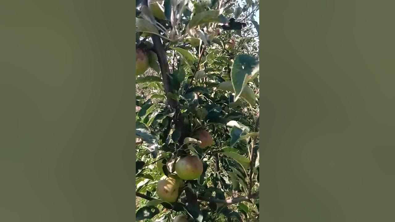 Айнур яблоня описание фото отзывы садоводов