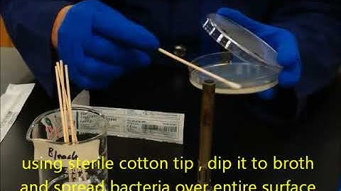 making lawn of bacteria and antibiotic dics dispensing