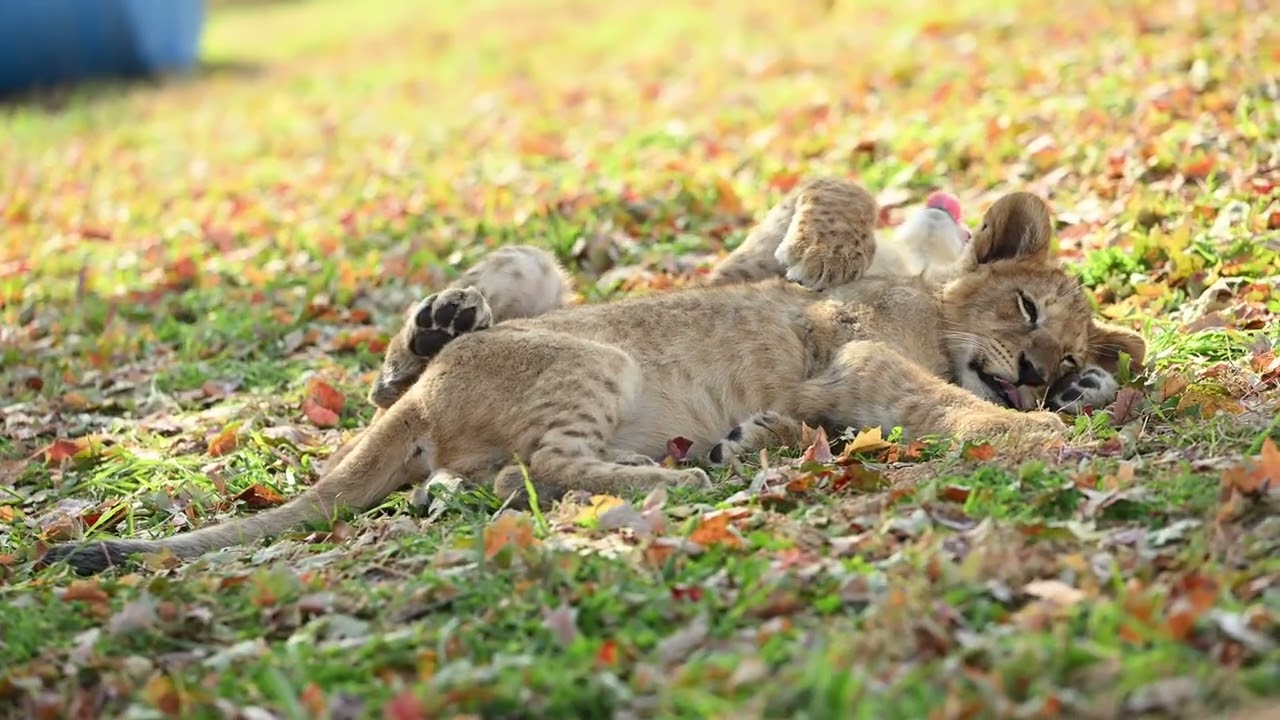 🦁💛 Double the cub cuddles 💛🦁Reggie and Archie are all snuggled up—safe, cozy, and impossibly cute