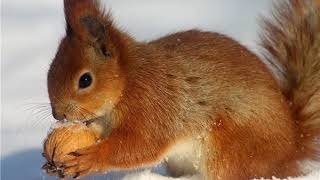 Катеричка Рунтавелка Муз.дора Драганова Текст Ат.душков