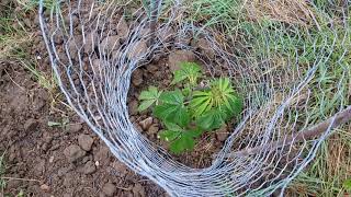 UK GUERRILLA GROWING 2019 SEASON