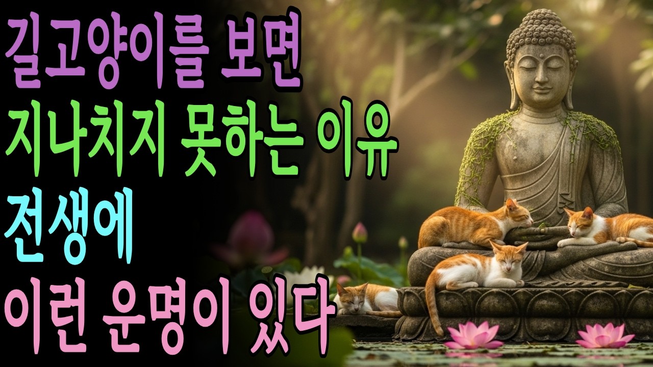 길고양이에게 자비를 배푸는 사람은 전생에 이런 특징이 있다