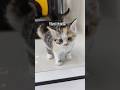 Calico Kitten #toocute #kitten #calico #cutekitty #cat #babycat #cutepets