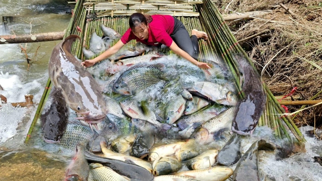 How to make a handmade bamboo trap to catch fish giant. The girl caught ...