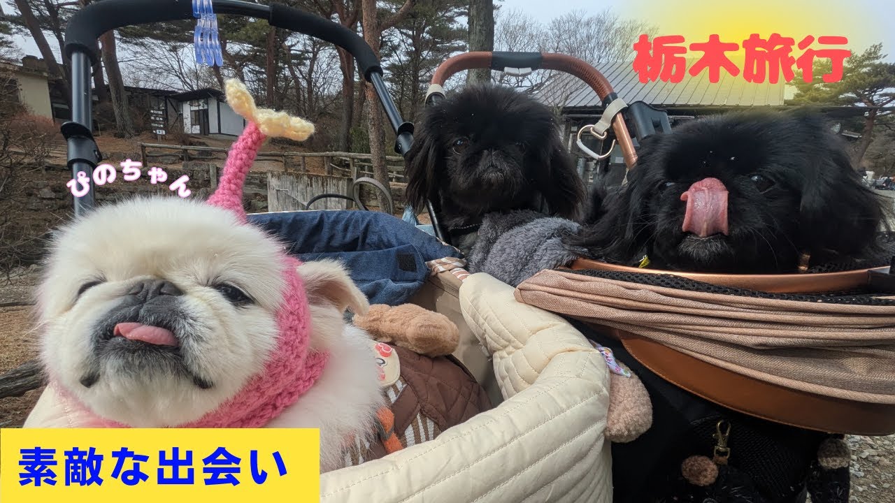 【ペキニーズ】お誕生日企画　栃木旅行　パート１【ワンワンピース】