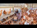 Secrets to Making Chicken LAY More Eggs