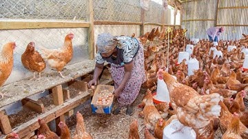 Secrets to Making Chicken LAY More Eggs