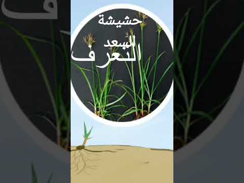 اتعرف على حشيشة السعد وطريقة القضاء عليها وده رابط الفيديو    2