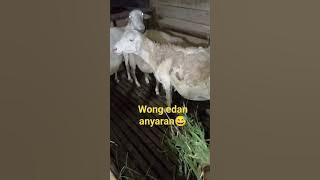 wis angel angel tuturanmu#angel#wisangel#gokil#lucu#viral#ngakakabis#koplak#kocak#tingkahlaku#short