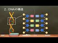 おうち生物　16.  DNAの構造　(高校生物)