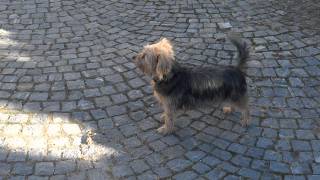 Kleiner Hund bellt. Hundebellen hinter dem Zaun. Resimi