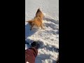 Dog racing a snowboarder down a slope.