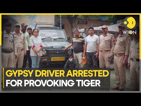 Jim Corbett National Park: Driver accused of provoking tiger | Uttarakhand, India | WION