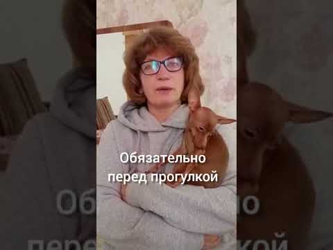 Как ухаживать за лапами собаки зимой #Shorts