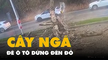 Khoảnh khắc cây lớn ngã đè ô tô dừng đèn đỏ, nữ tài xế mở cửa tháo chạy