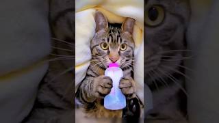Cats Can Drink Milk short officer Rabbit angel