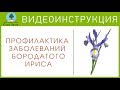 Профилактика грибковых заболеваний БОРОДАТОГО ИРИСА. Видеоинструкция от Питомника "Сады Урала"