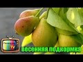 ПОДКОРМКА ГРУШИ ВЕСНОЙ