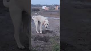 #гампр #kangal #алабай #собака