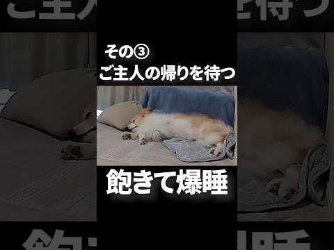 飼い主が出かけた後、犬と猫が何をしているのか検証してみた #ボーダーコリー #furbo #shorts