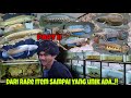 Grebek koleksi ikan channa fajar arief || part 2