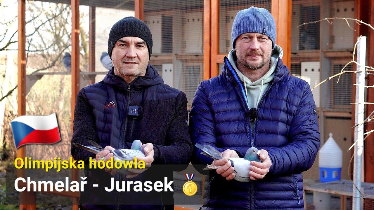 Chmelař- Jurasek - Olimpijska hodowla z Czech 🇨🇿