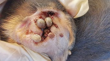 Dog Ticks Remove - Easy And Fast Way To Remove All Ticks From Poor Dog - Save Poor Dog EP 04