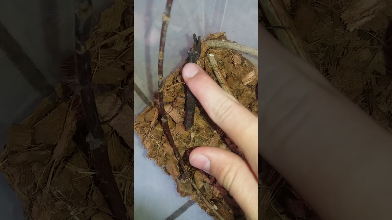 Achats bource de papillyon