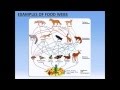 Food webs analysis activity  powerpoint  tangstar science