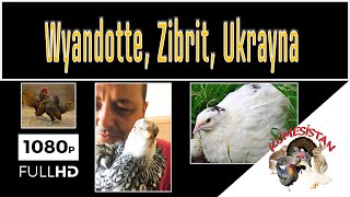 Wyandotte, Zibrit, Tavuk, Ukrayna Bıldırcın, Gurk Tavuk,