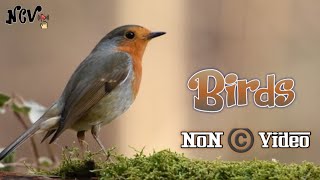 NoN Copyright Birds 🐦 Video || Fully Copyright ©️ Free Download and Use your Project || Animals