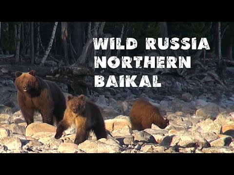 Медведи на байкале. Нерест черного хариуса. Бурятия. Баргузинский заповедник