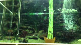 Red tail barracuda feeding