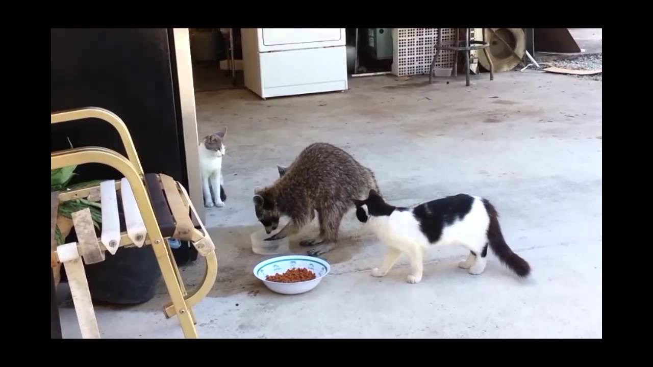 самые крупные ограбления в мире. залив квартиры кот на холодильнике. включи ограбление кота. включи ограбление кота. включи ограбление кота.