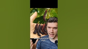 How to grow your own chicken feed & feed your chickens for free. #chicken #homestead #offgrid