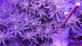 The Grow 420 Diaries - S5: E6 Day 20 Of Flower MarsHydro LED GROW  (Trouble??)