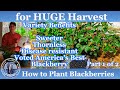 How to Grow Blackberries  l SWEET - #1of 2
