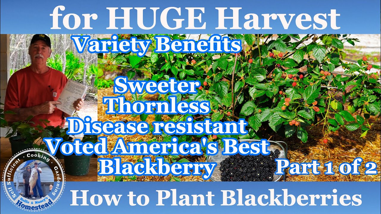 Blackberry Planting Directions – Learn How To Grow Blackberries