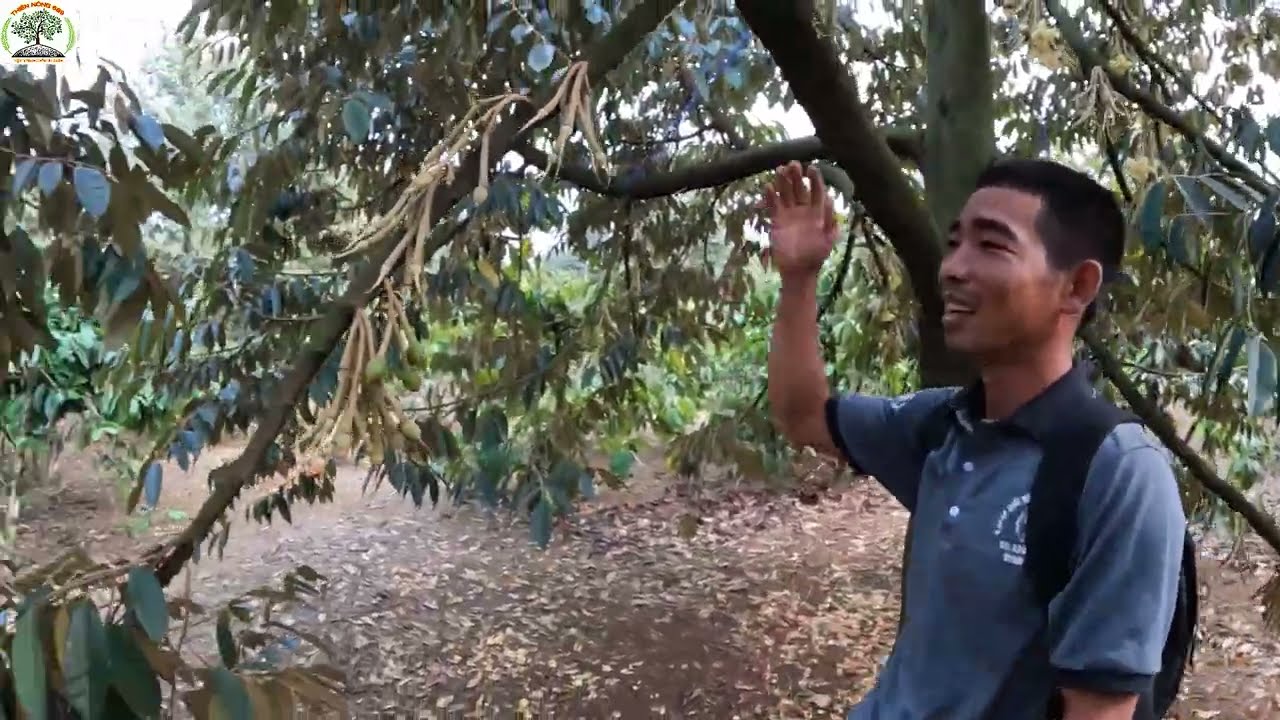 SẦU RIÊNG XỔ NHỊ GẶP MƯA NÊN LÀM GÌ